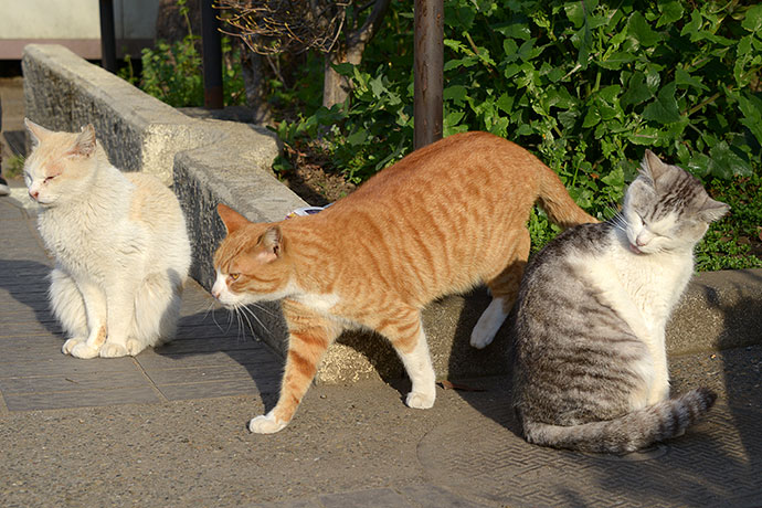 街のねこたち