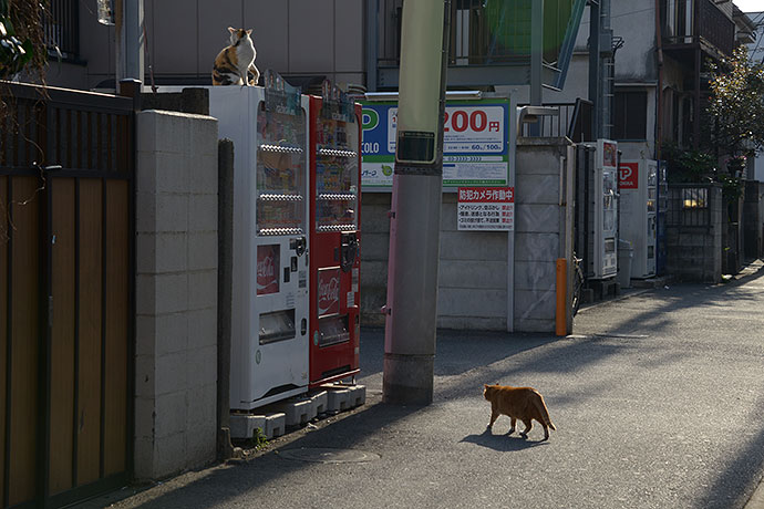 街のねこたち