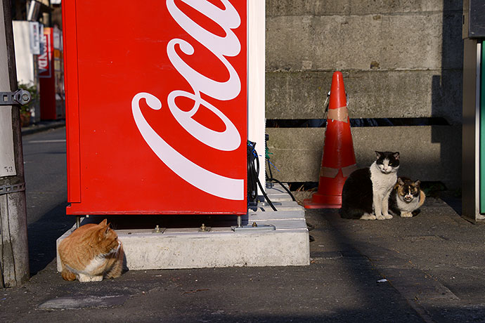 街のねこたち