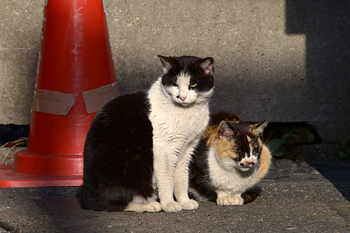 街のねこたち