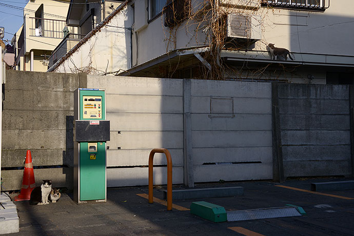 街のねこたち