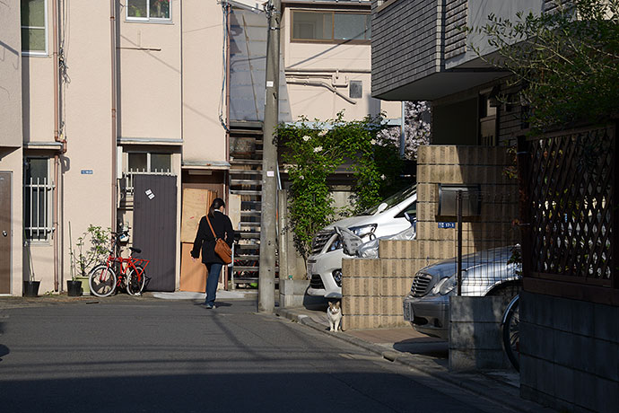 街のねこたち
