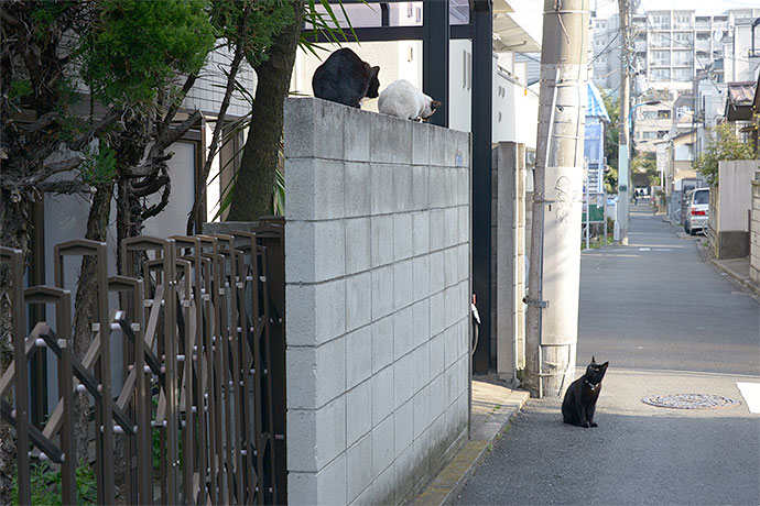 街のねこたち