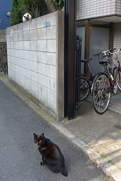 街のねこたち