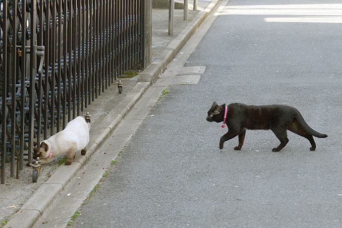 街のねこたち