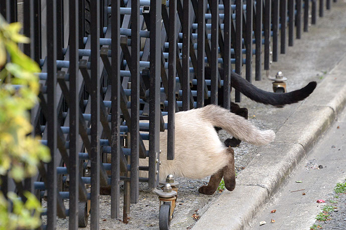 街のねこたち