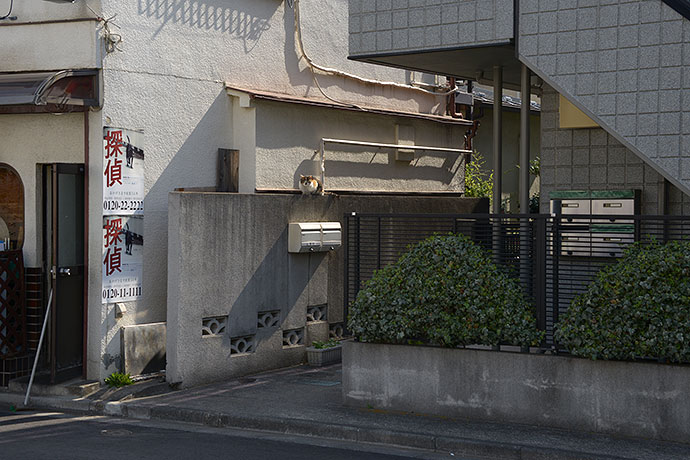 街のねこたち