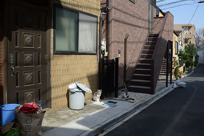 街のねこたち