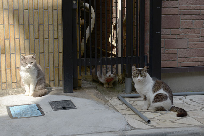 街のねこたち