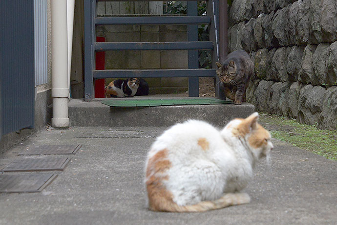 街のねこたち