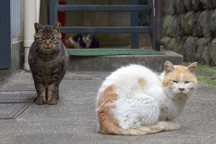 街のねこたち