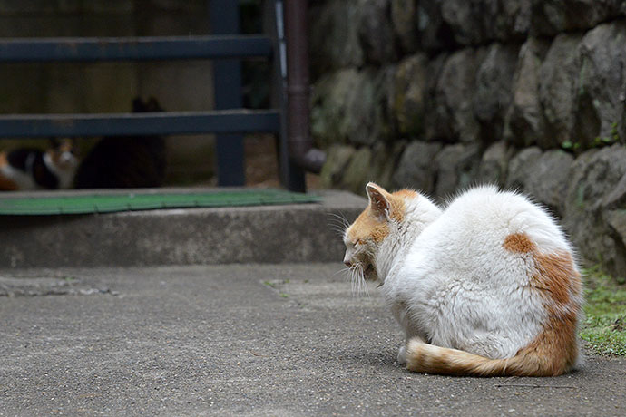 街のねこたち