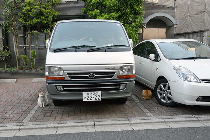 街のねこたち