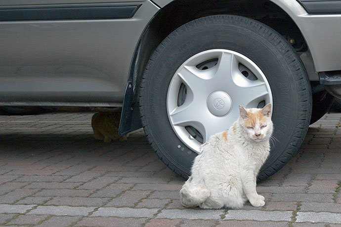 街のねこたち