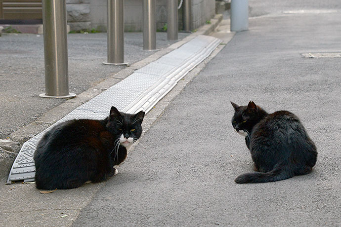 街のねこたち