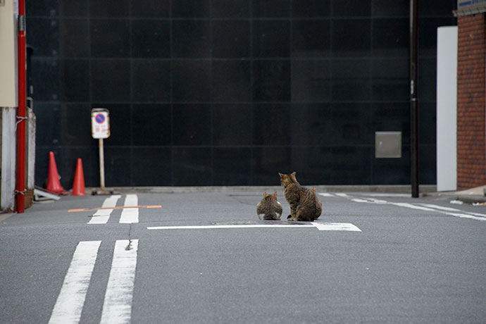 街のねこたち