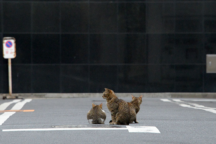 街のねこたち