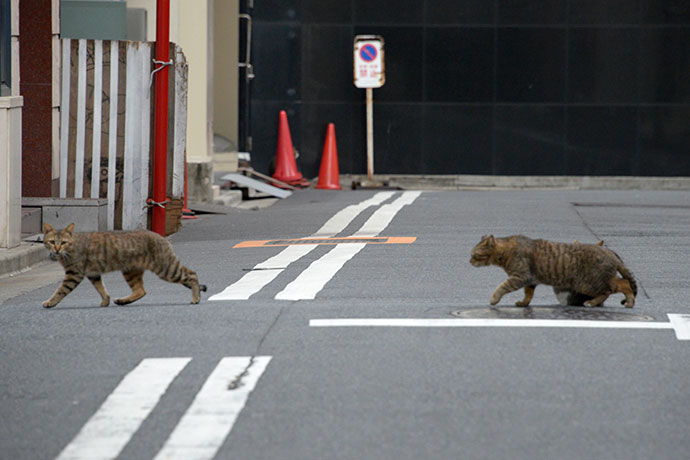 街のねこたち
