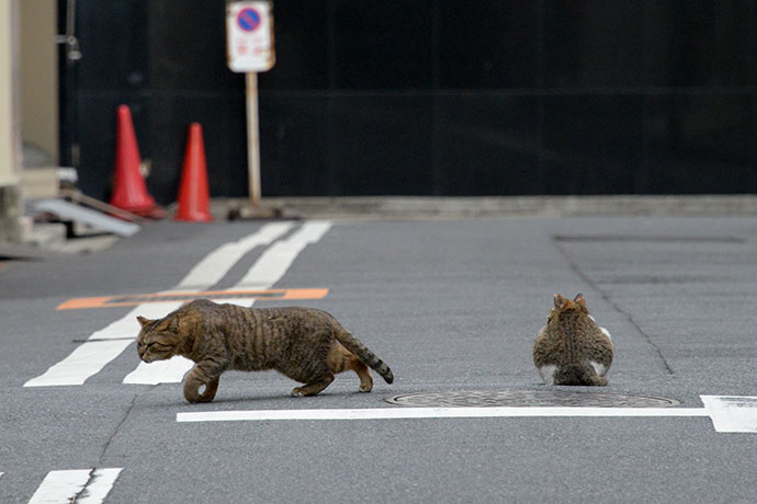 街のねこたち
