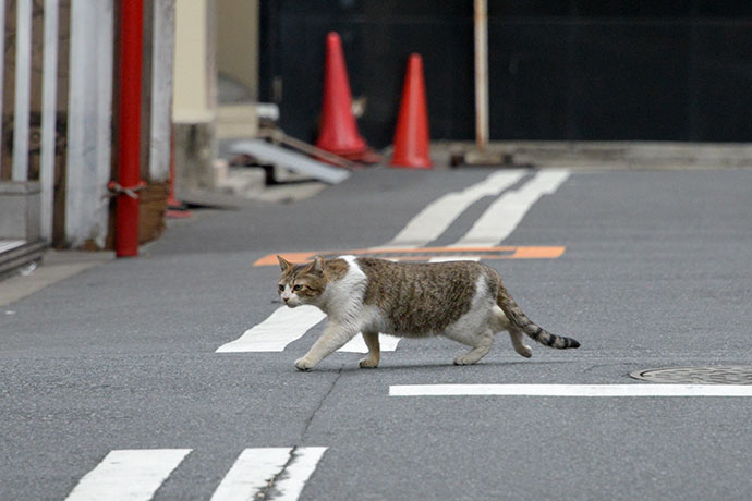 街のねこたち