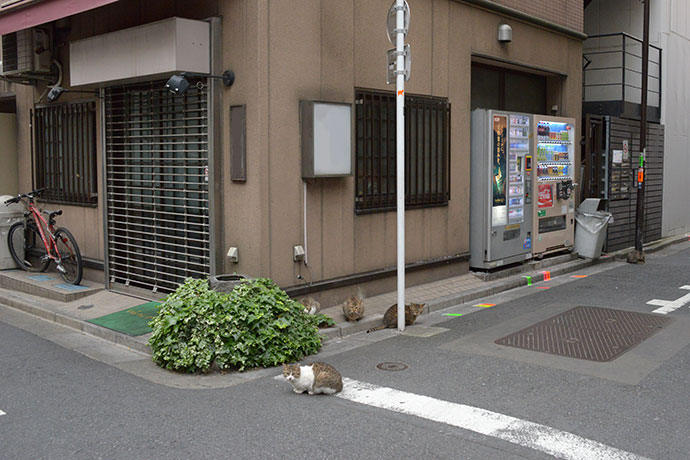街のねこたち