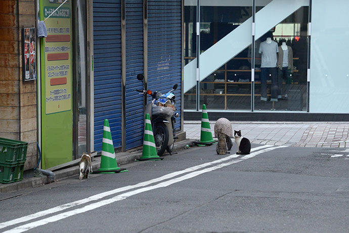 街のねこたち
