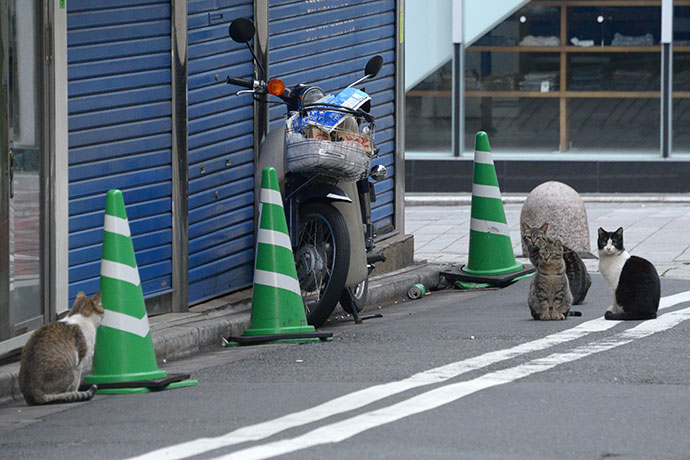 街のねこたち