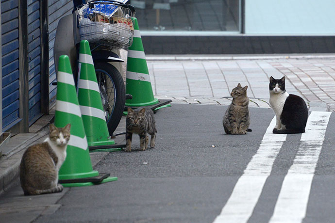 街のねこたち
