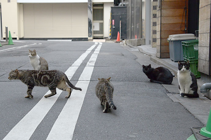 街のねこたち