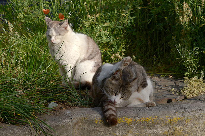 街のねこたち