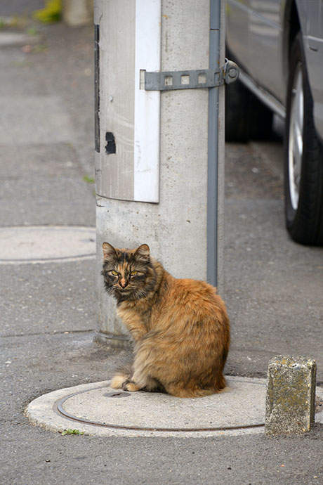 街のねこたち