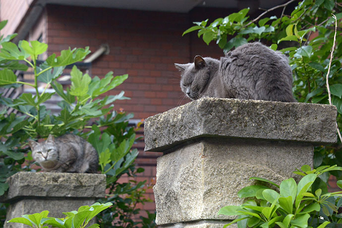 街のねこたち