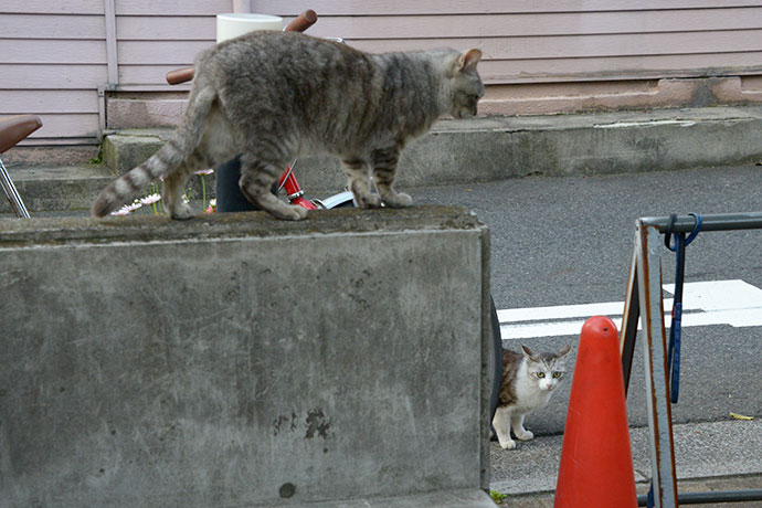 街のねこたち