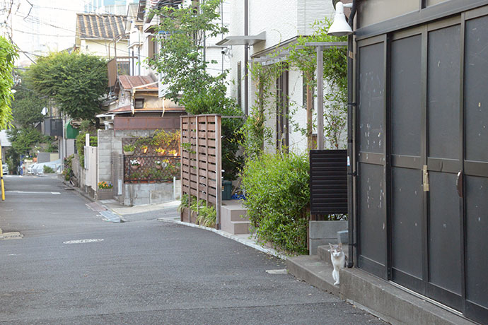 街のねこたち