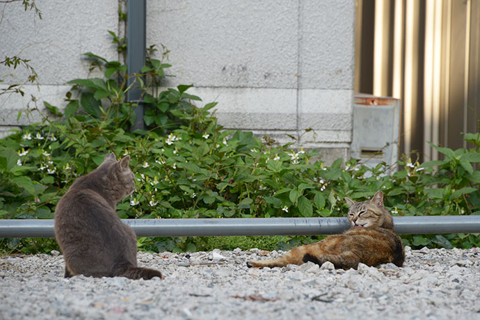 街のねこたち
