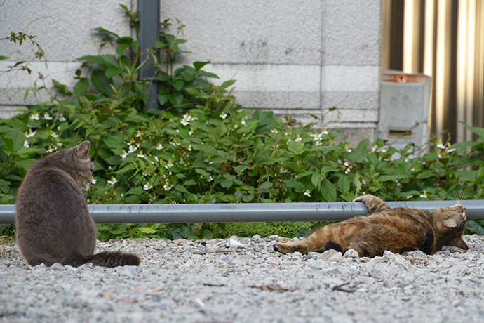 街のねこたち