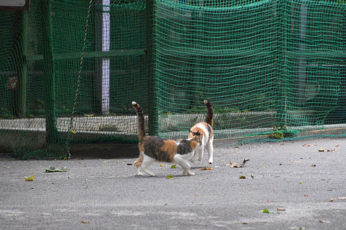 街のねこたち