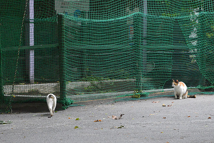 街のねこたち