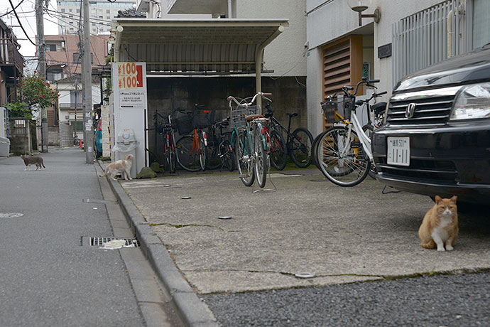 街のねこたち