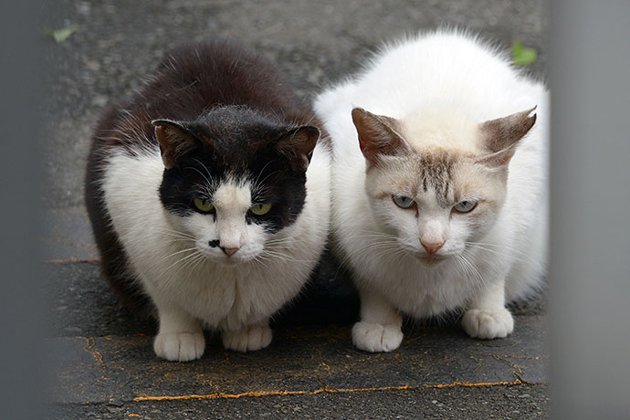 街のねこたち