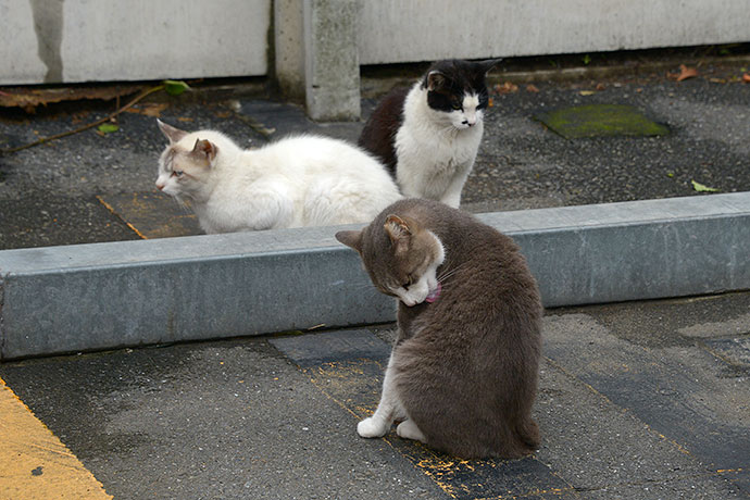 街のねこたち