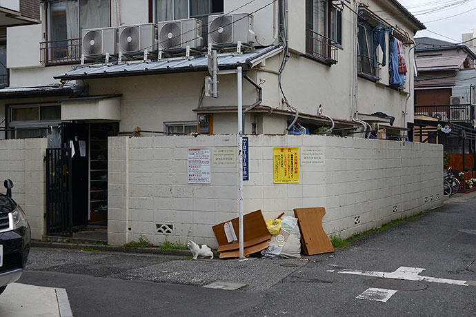 街のねこたち