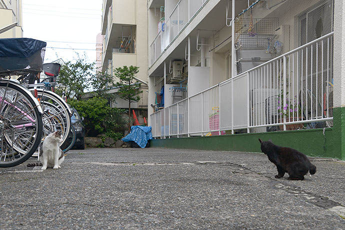 街のねこたち