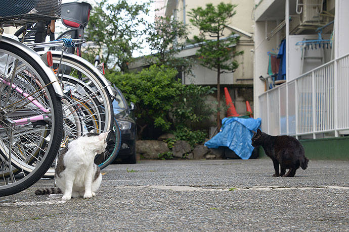 街のねこたち