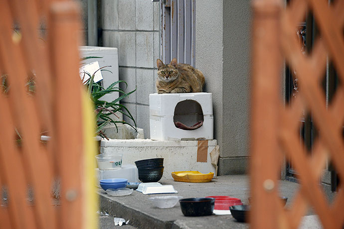 街のねこたち