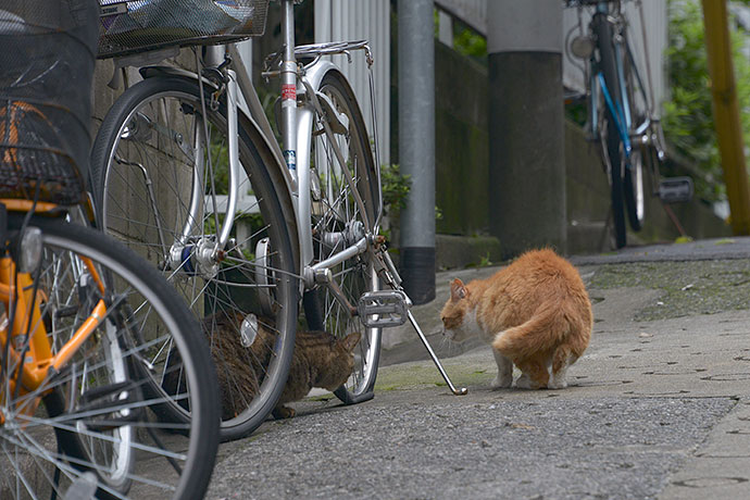 街のねこたち