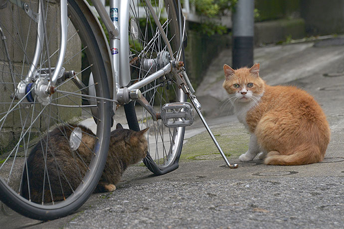 街のねこたち