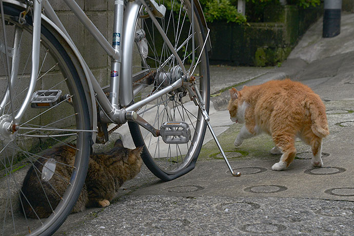 街のねこたち