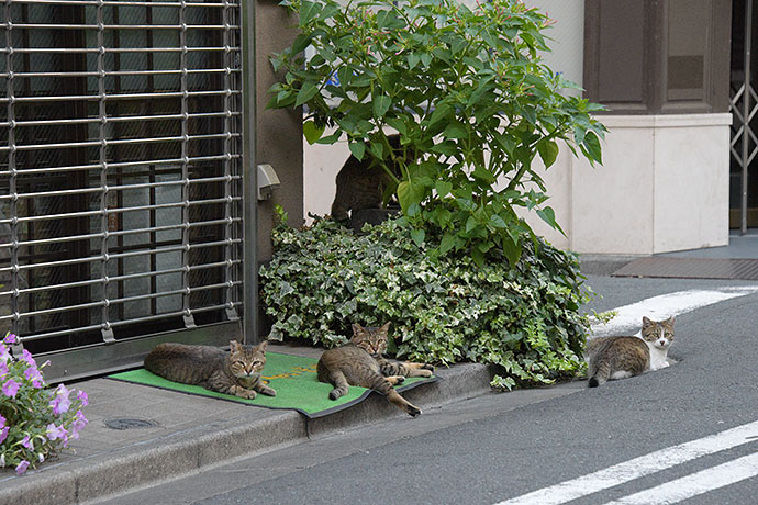 街のねこたち