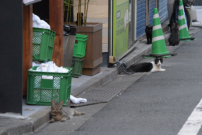 街のねこたち